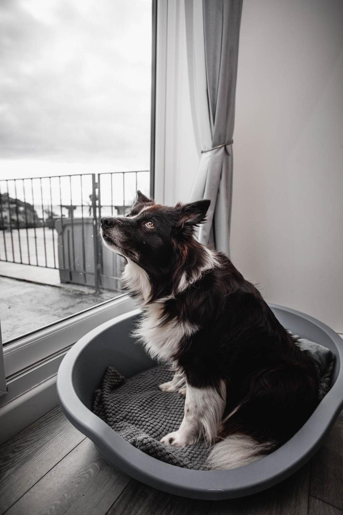 Pet Friendly Sea View Villa Millendreath Looe Δωμάτιο φωτογραφία
